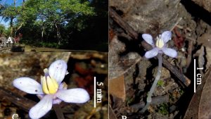 Rare plant rediscovered in Masungi Georeserve after 130 years