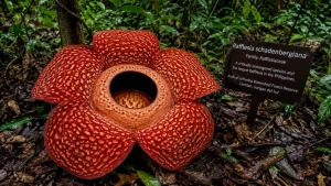 Rare Rafflesia in Surigao forest